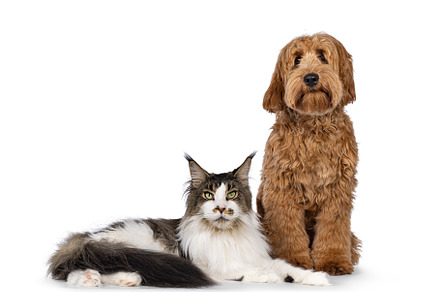 Red apricot Cobberdog dog on white background, an Animal Photo by Cat'chy Images by Nynke