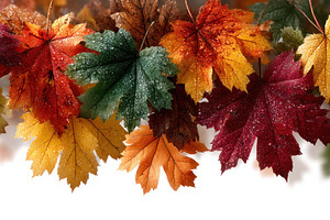 Maple leaves in vivid autumn colors with water droplets arranged, a Nature Photo by José Manuel Gelpi