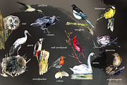Birds watercolor illustrations, an Animal Illustration by Vero Arts (Thumbnail 3 of 11)