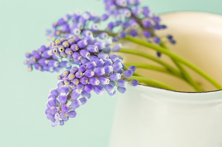 Muscari in a jug