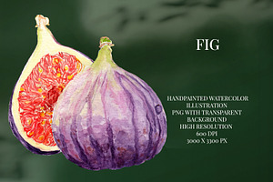 Fig Fruit Watercolor Illustration