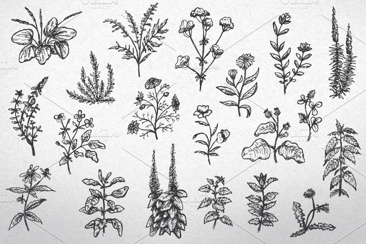 Herbal plants, a Food Illustration by CGterminal (Photo 1 of 2)