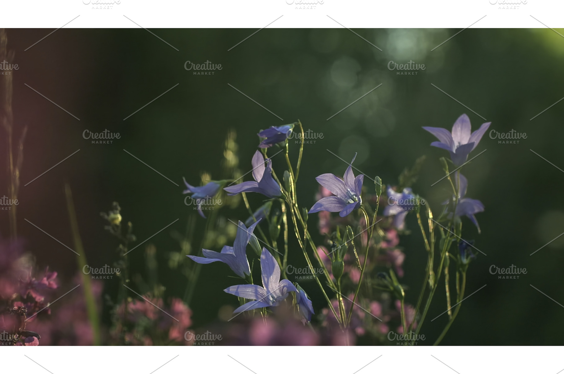 Beautiful flowers of sunny summer, a Nature Photo by Media Whale Stock