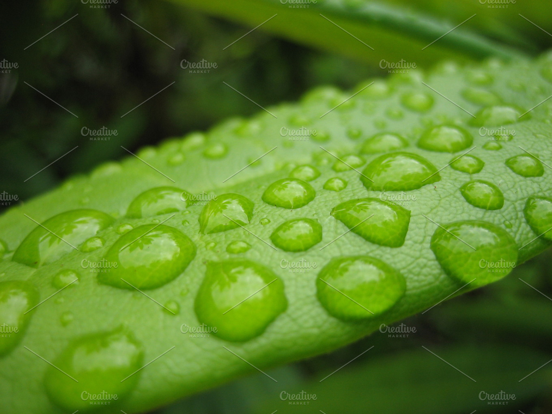 Dew Droplets On Leaf