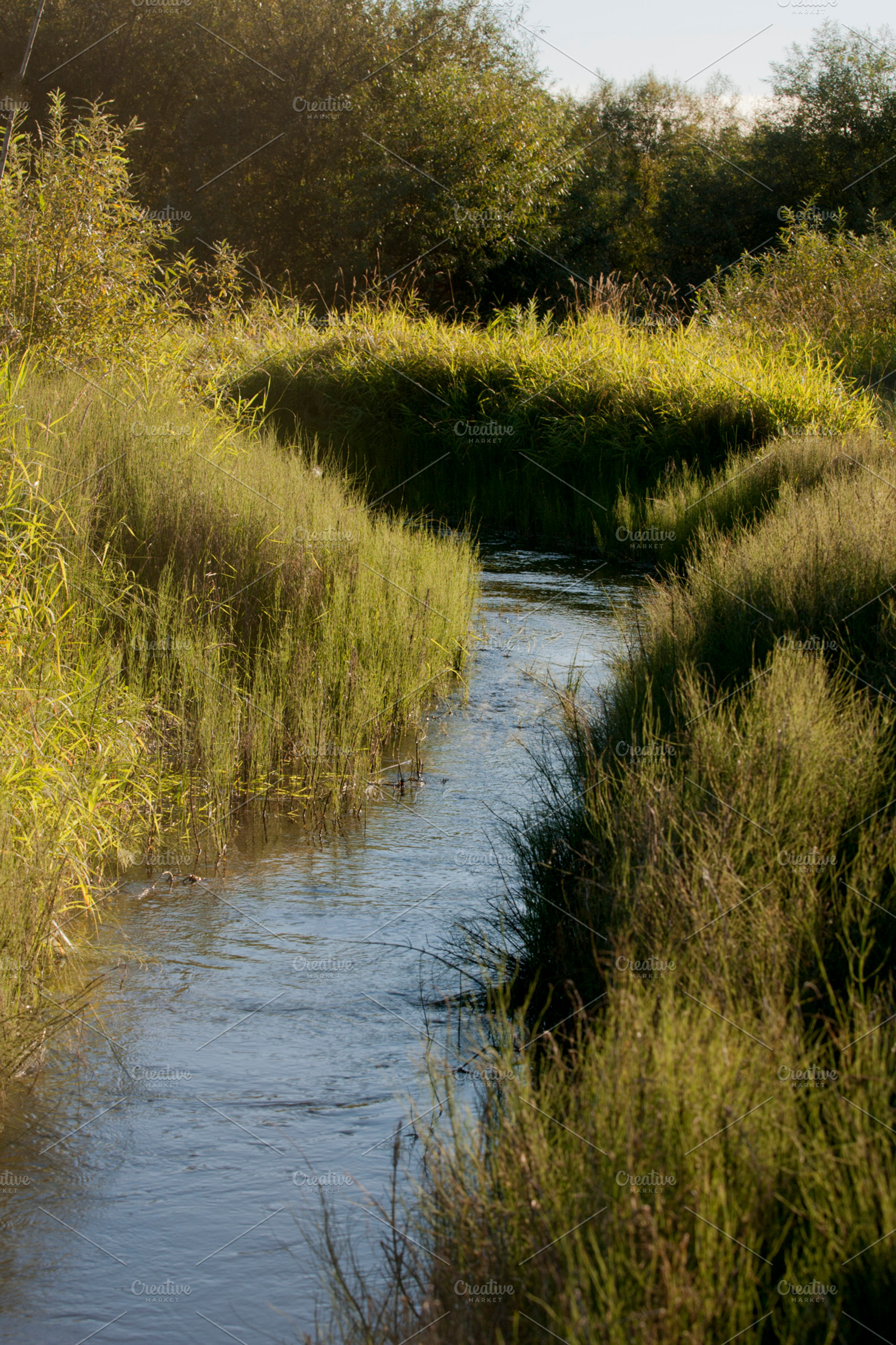 Creek Containing River Water And Creek