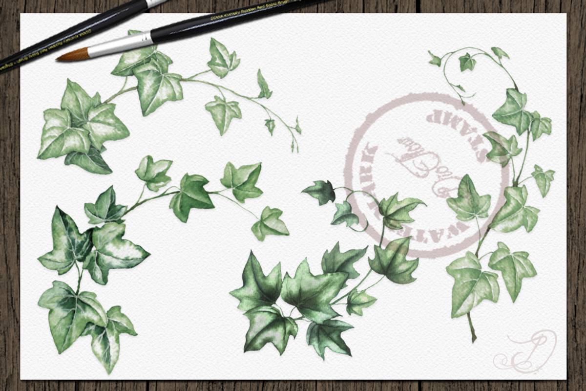 Ivy Watercolor Illustration, a Decorative Illustration by DioFlow (Photo 3 of 5)