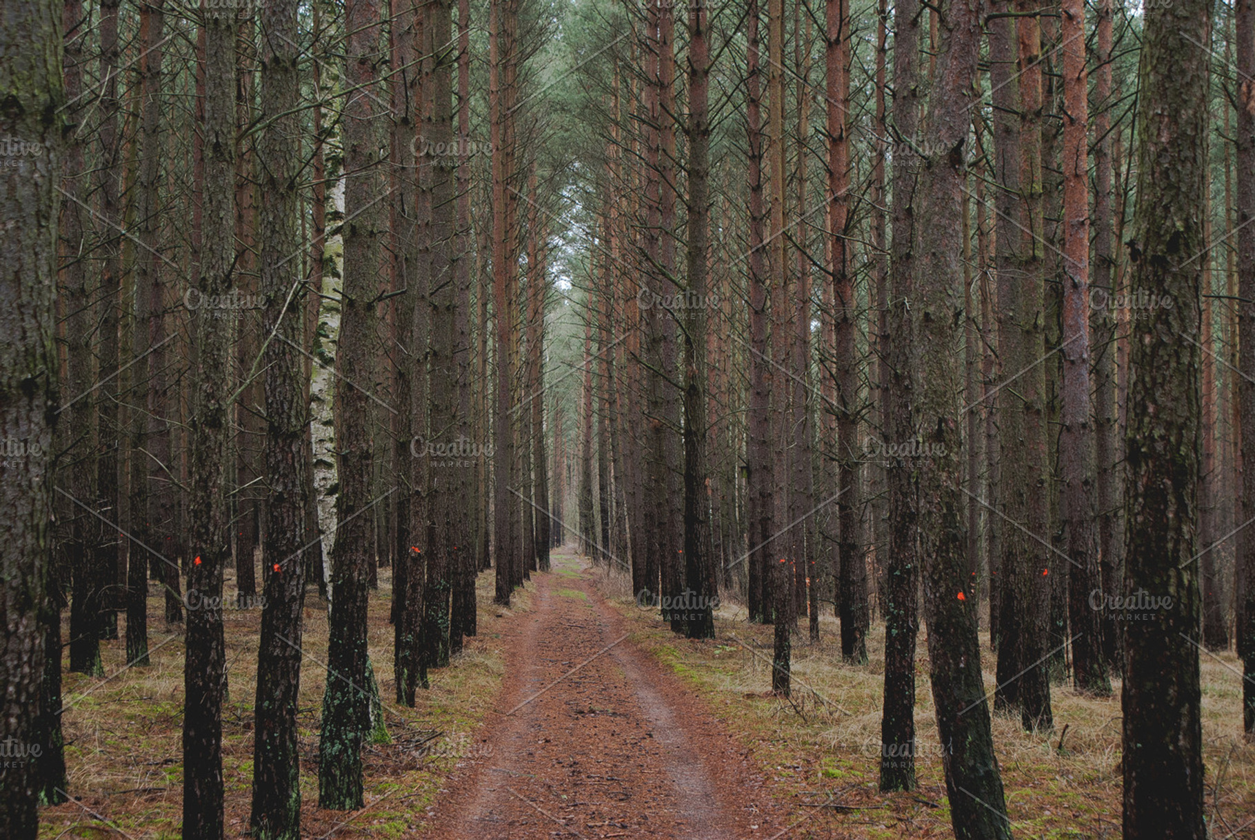 Forest road stock photo containing car and forest, a Nature Photo by Phots.