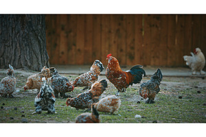 Colorful Rooster Surrounded by Flock, an Animal Photo by Our Amazing World