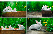 Spring Rabbits Stock Photo Bundle, a Social Media Template by Elijah (Thumbnail 5 of 5)