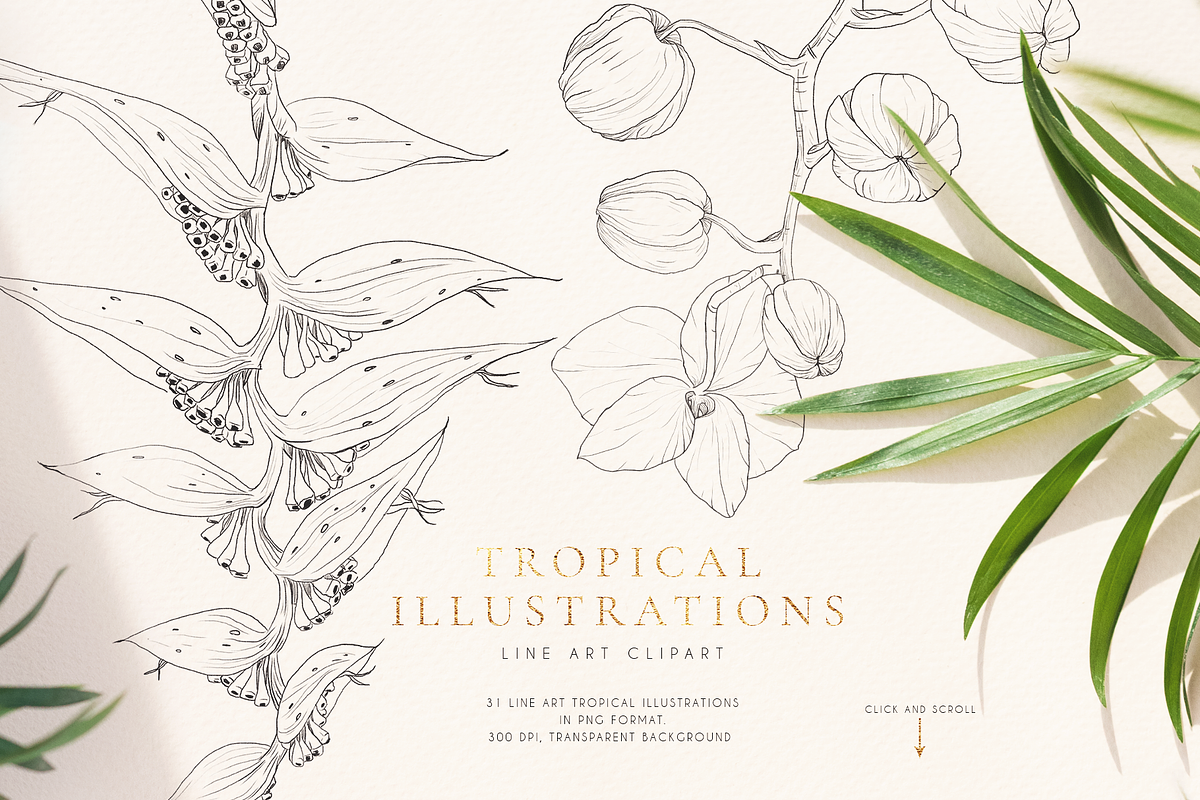 Tropical paradise. Line art set, an Illustration by Pamyatka Shop (Photo 2 of 13)