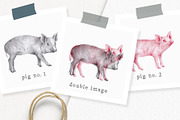 Hand drawn Illustrations Pigs, an Animal Illustration by Greek fonts by nantia.co (Thumbnail 2 of 6)
