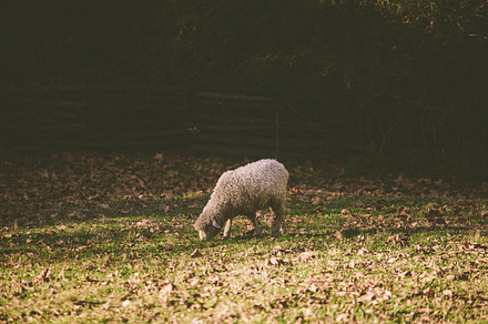 Sheep grazing in a pasture