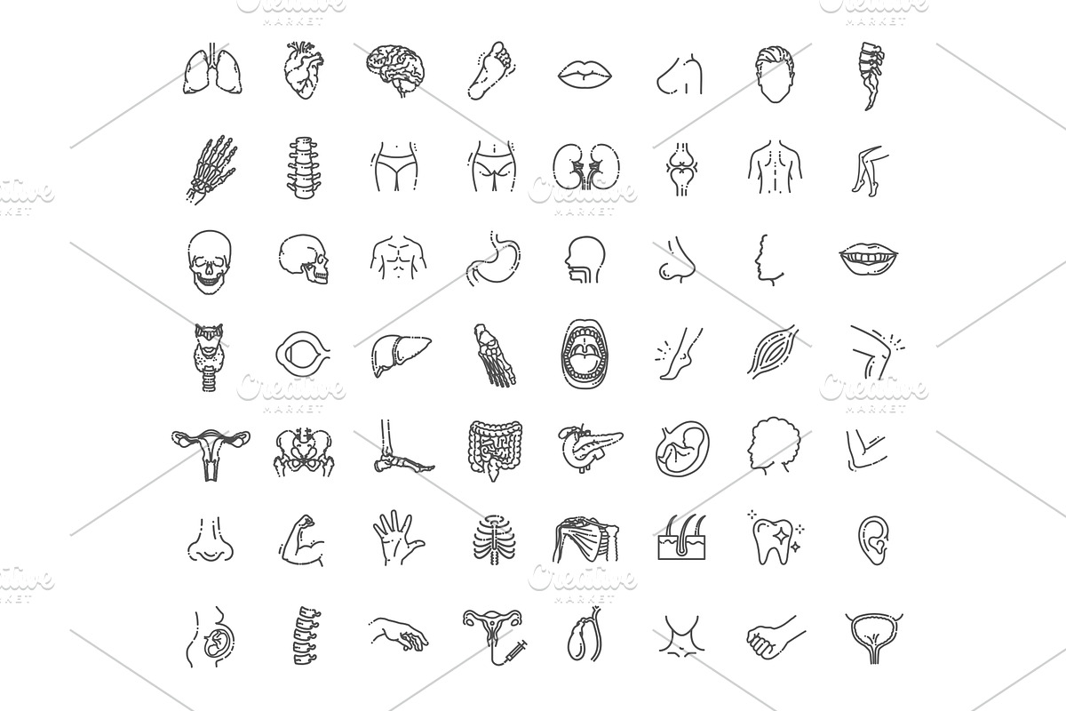 Human internal organs, an Outline Icon by Tettygreen (Photo 1 of 2)