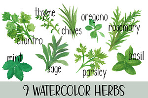 Watercolor Herb Set with text, an Illustration by DailyMiracleDigitals,LLC