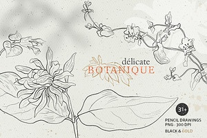 Pencil flowers | delicate drawings, an Illustration by GrafikBoutique