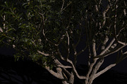 The Black Board Tree, a Plants & Tree 3D Model by FuturePastCreatives (Thumbnail 1 of 6)