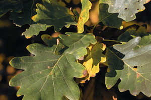 Leaf #6, a Nature Photo by jakub_kopecky