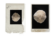 Vintage Scan Borders And Textures⸻1, a Texture Graphic by Studio Viita (Thumbnail 1 of 8)