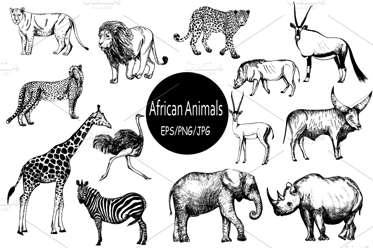 African Animals, an Animal Illustration by Ecaterina Sciuchina (Photo 1 of 7)