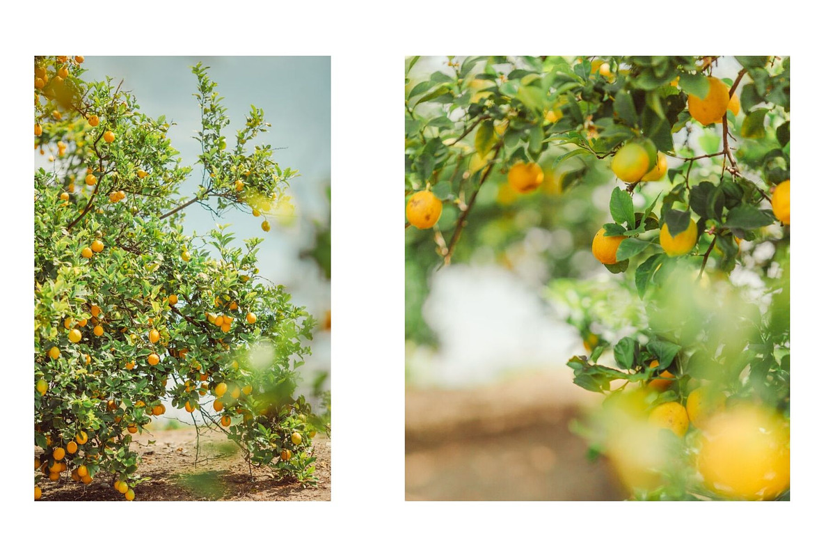 Limoncello Styled Stock Photo Bundle, a Background Photo by Munopia (Photo 6 of 7)