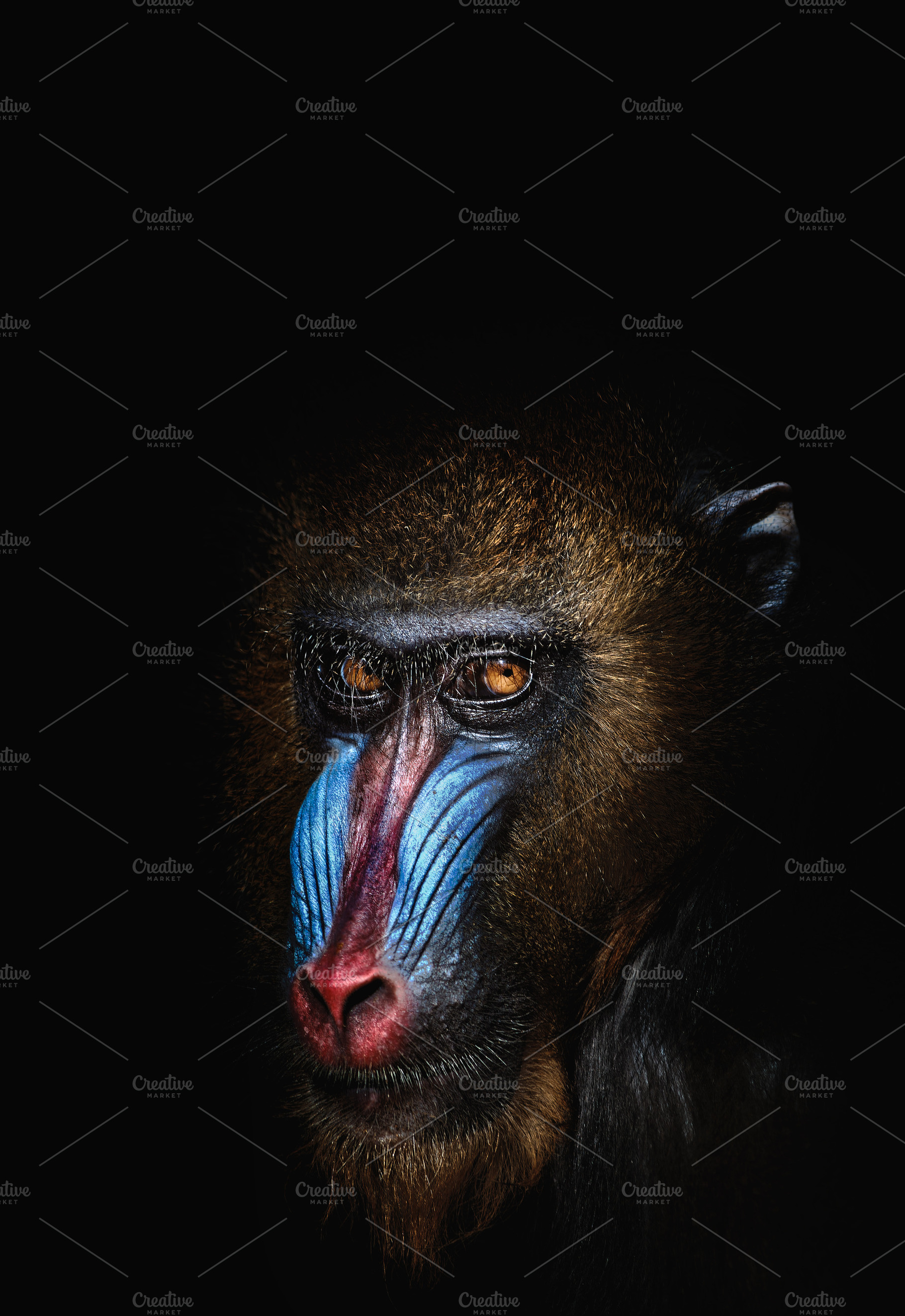 Frontal Portrait of a Mandrill with, an Animal Photo by Perpis