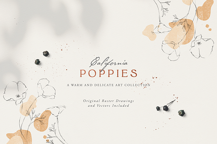 California Poppy Pencil Drawings
