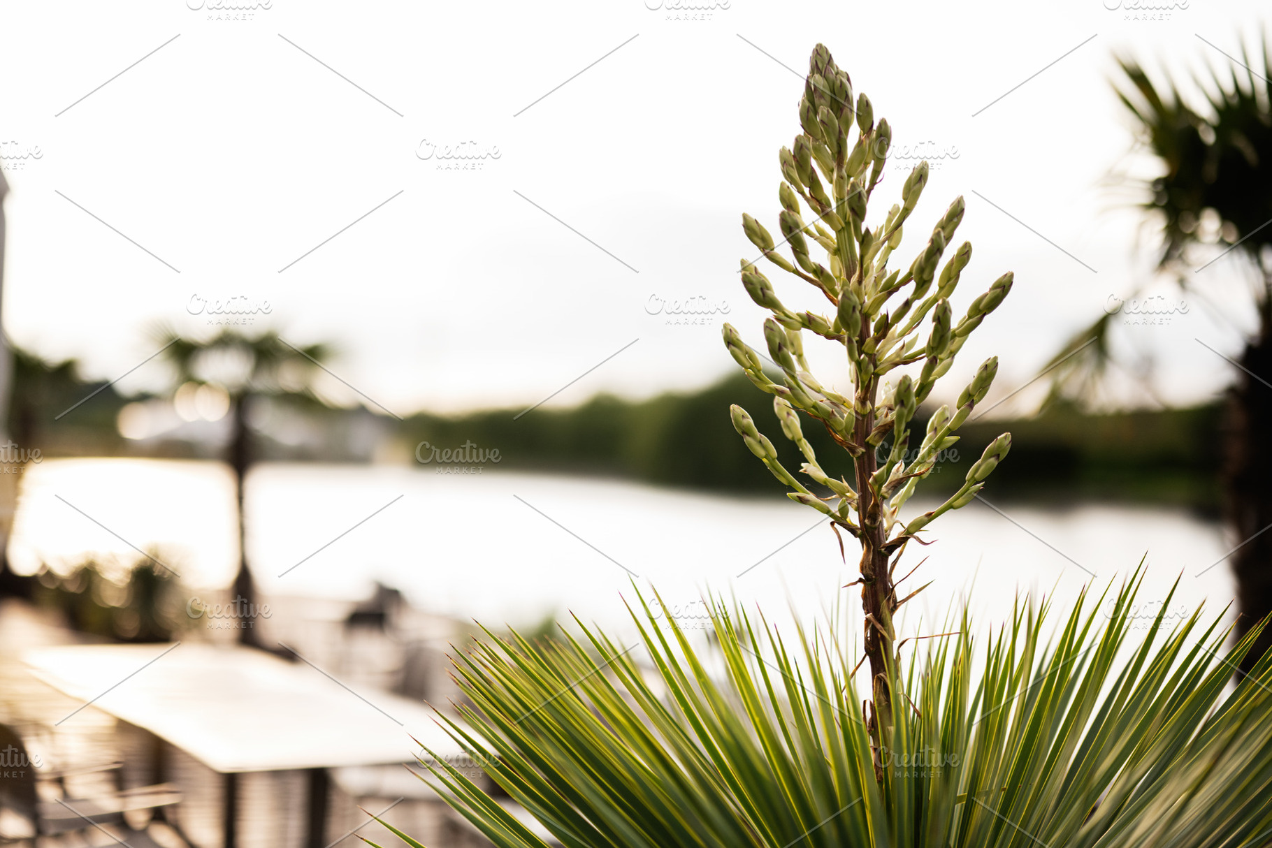 Close-up view of plant foliage with a lake background during sunset, a Photo by AS photostudio