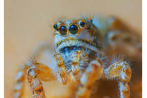 Jumping spider portrait - Yllenus, an Animal Photo by Lukas Jonaitis SHOP