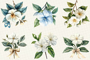 Jasmine Flower Bloom Clipart, an Illustration by OK Design (Thumbnail 3 of 5)