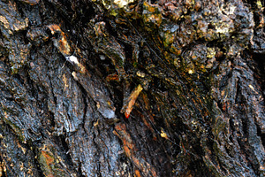 Close-up of tree bark texture with natural details environment, a Photo by AS photostudio