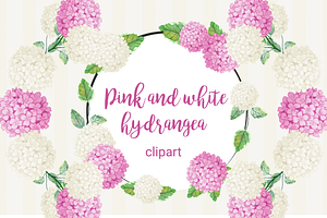 Pink and white hydrangea clipart