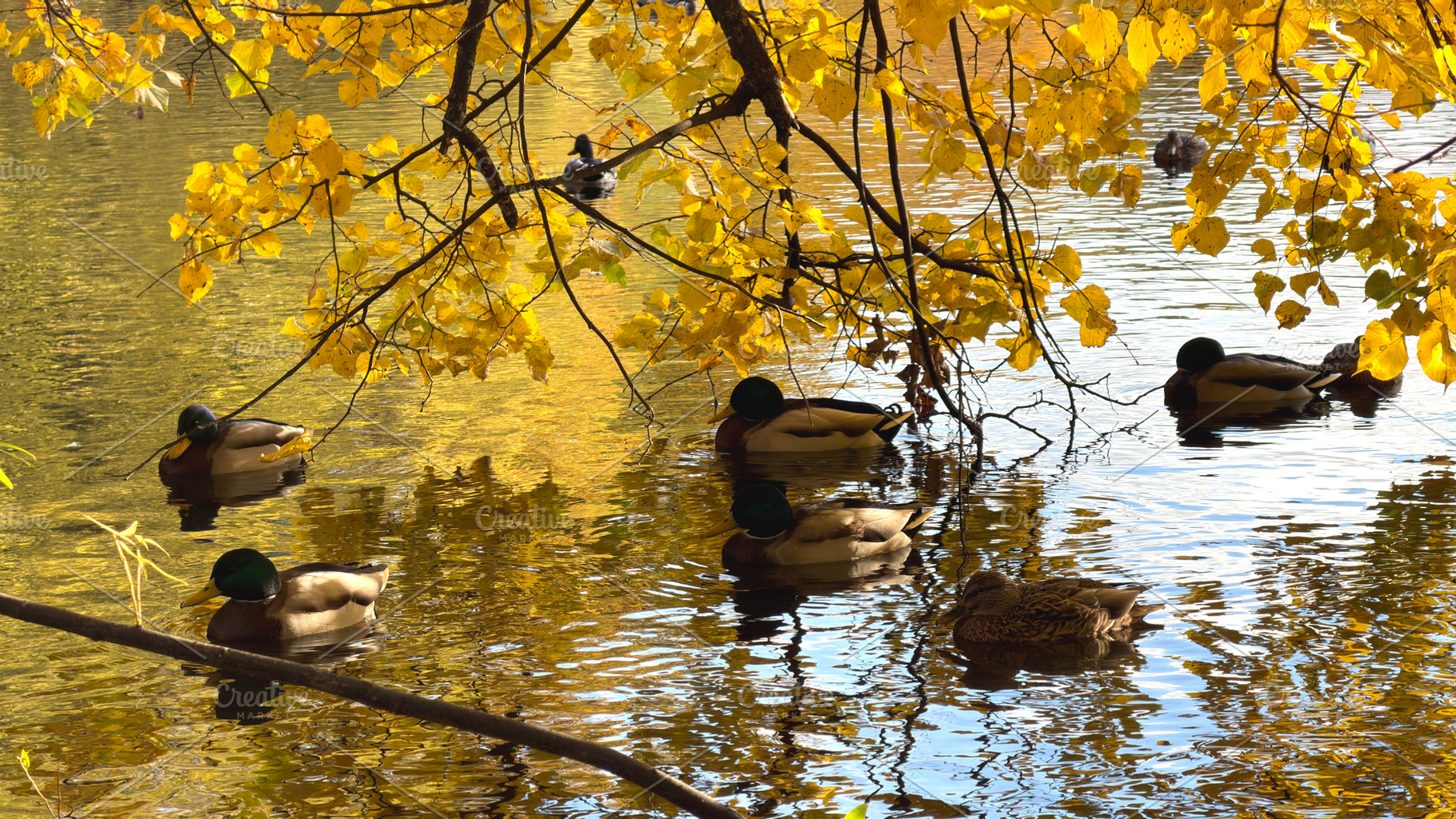 Ducks swimming in a pond surrounded by autumn leaves., an Industrial Photo by Textures & Backgrounds