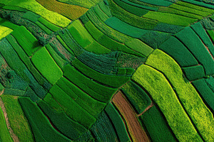 Aerial shot reveals lush green field, a Photo by Pavel_design
