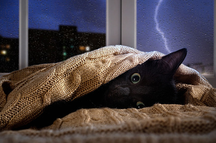 Kitten hiding under the blanket