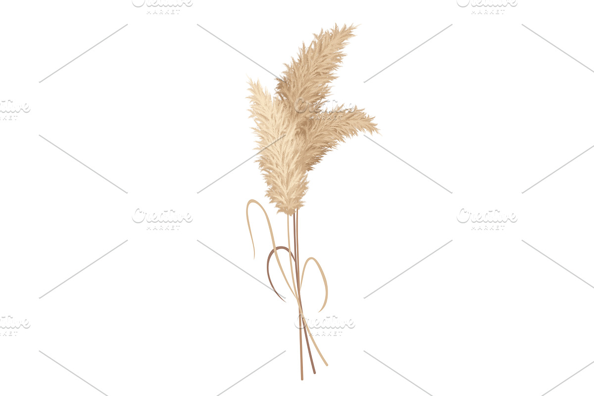 Pampas grass branches. Dry feathery, an Object Illustration by the8monkey