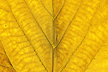 Autumn Leaf Closeup preview 6