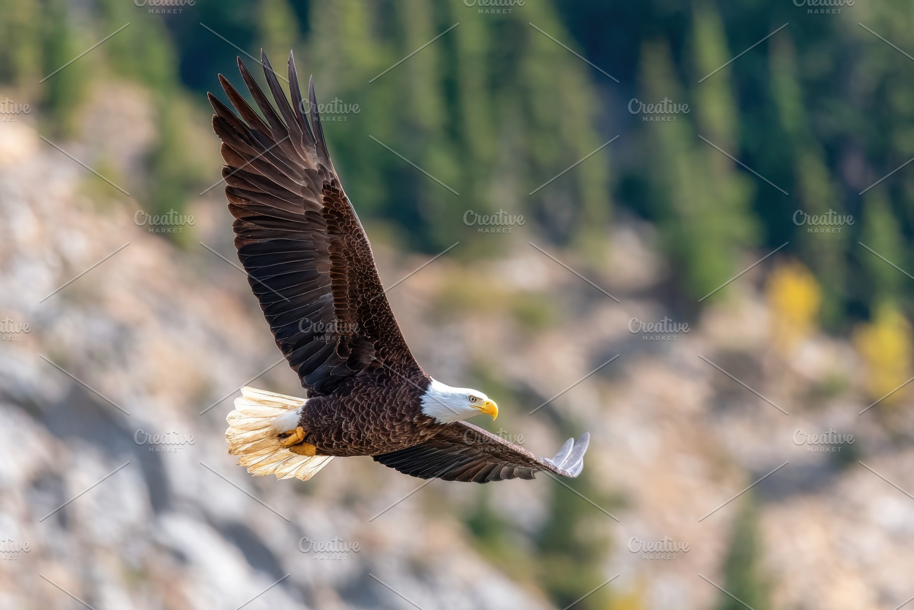Bald eagle soaring in a clear blue sky, an Animal Photo by AlyaAnd