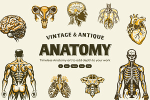 Vintage Antique Anatomy Illustration, a Healthcare Illustration by Creative Stall