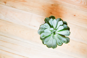 Succulent Stock Photo
