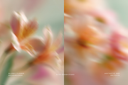 Dreamy Floral Blurred Backgrounds, a Background Graphic by Altea Design Studio (Thumbnail 5 of 16)