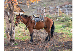 Horseback riding tourism concept, a Sports & Recreation Photo by Fascinadora