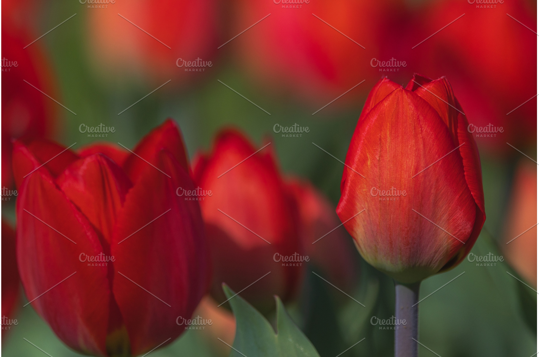 Bicolored red tulips in sunny day, a Nature Photo by Lukas Jonaitis SHOP