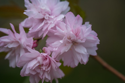 Sakura flowers close - up in spring, a Nature Photo by J&M Diversity