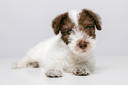 Portrait of an expressive Fox Terrier puppy
