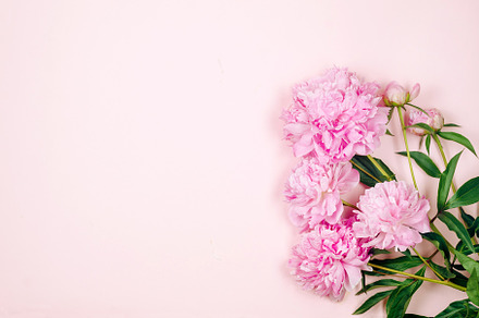 pink peonies on pastel pink background., a Holiday Photo by vimart