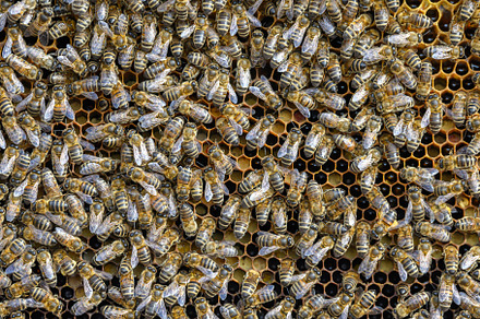 Close up view of the working bees on honey cells, an Animal Photo by Byrdyak