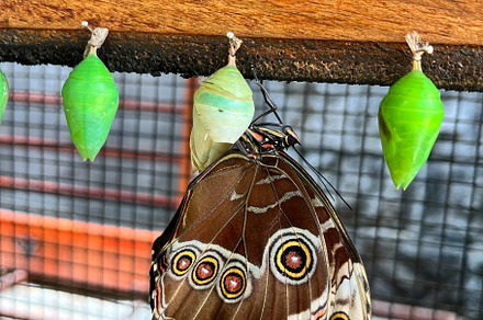 Butterflies chrysalis on a branch in Butterflies farm in Botanic, a Nature Photo by Antonio Gravante Market