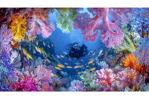 A vibrant coral reef, home to a, a Nature Photo by ZinetroN