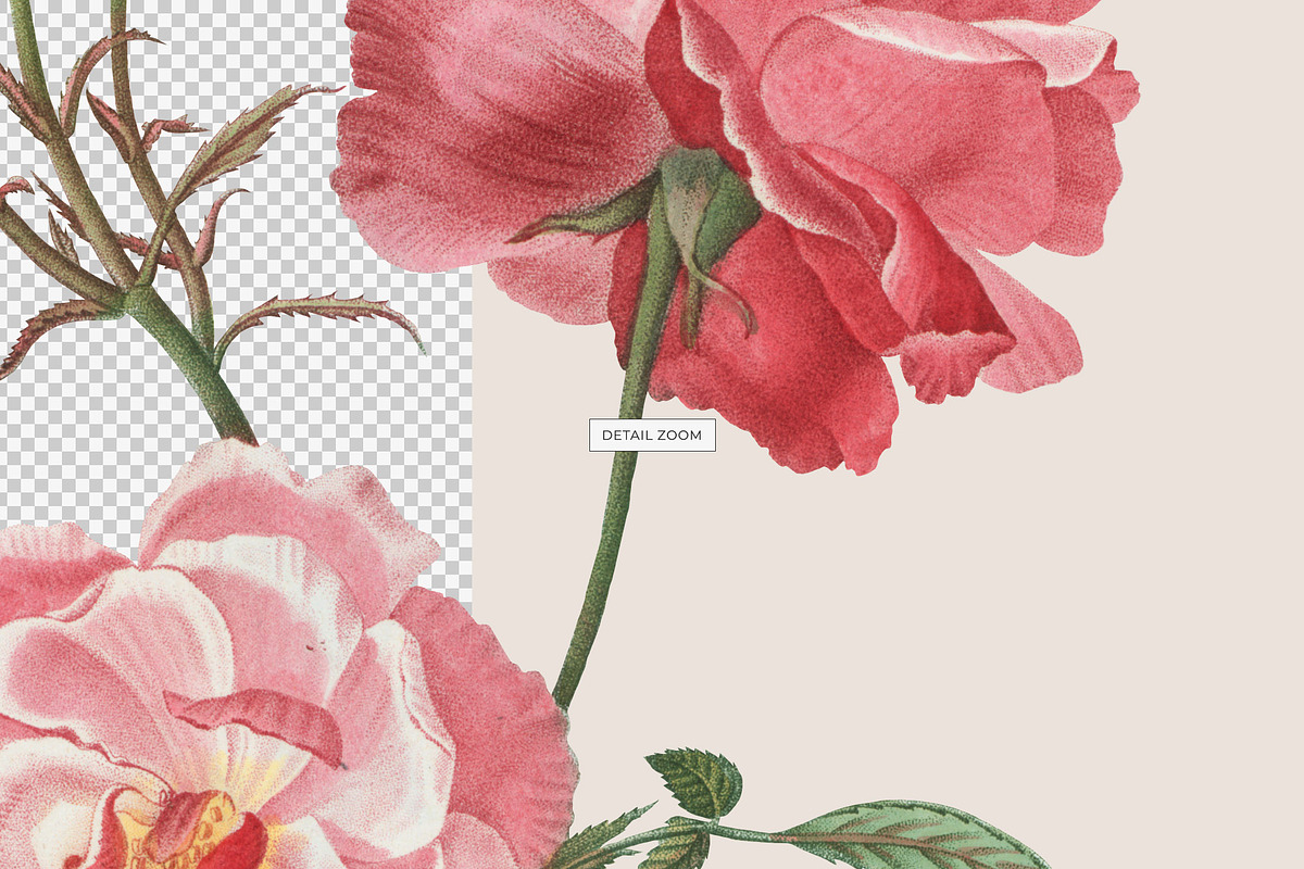 Vintage Botanical Illustrations, an Object Illustration by likorbut (Photo 3 of 8)