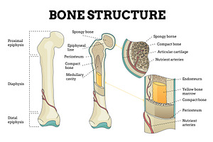 Bone structure set. Biology, an Illustration by Things for designers